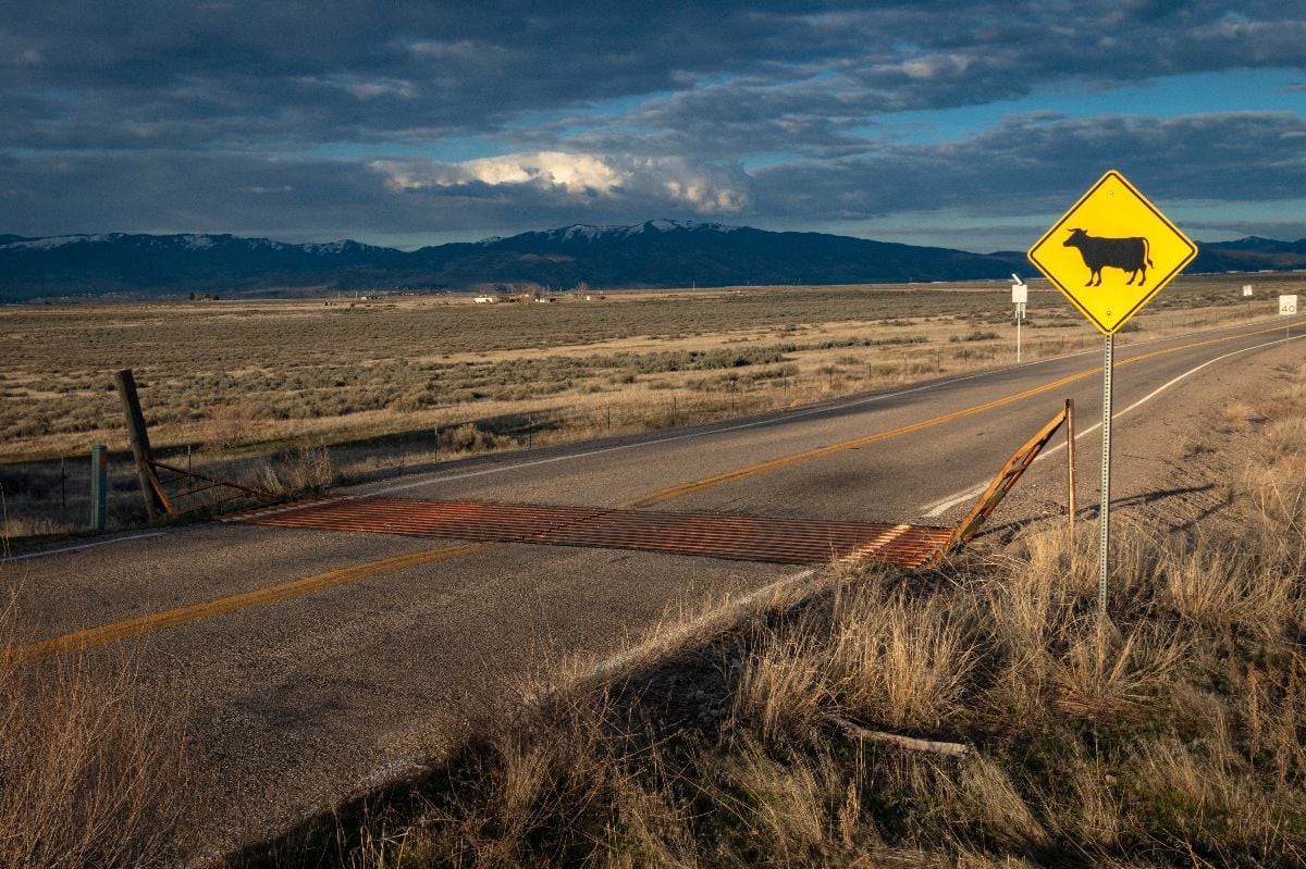 Yellow cattle crossing sign and cattle guard across rural road.