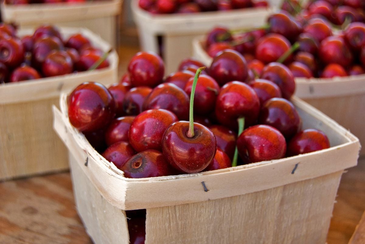 Michigan cherries in wooden baskets.