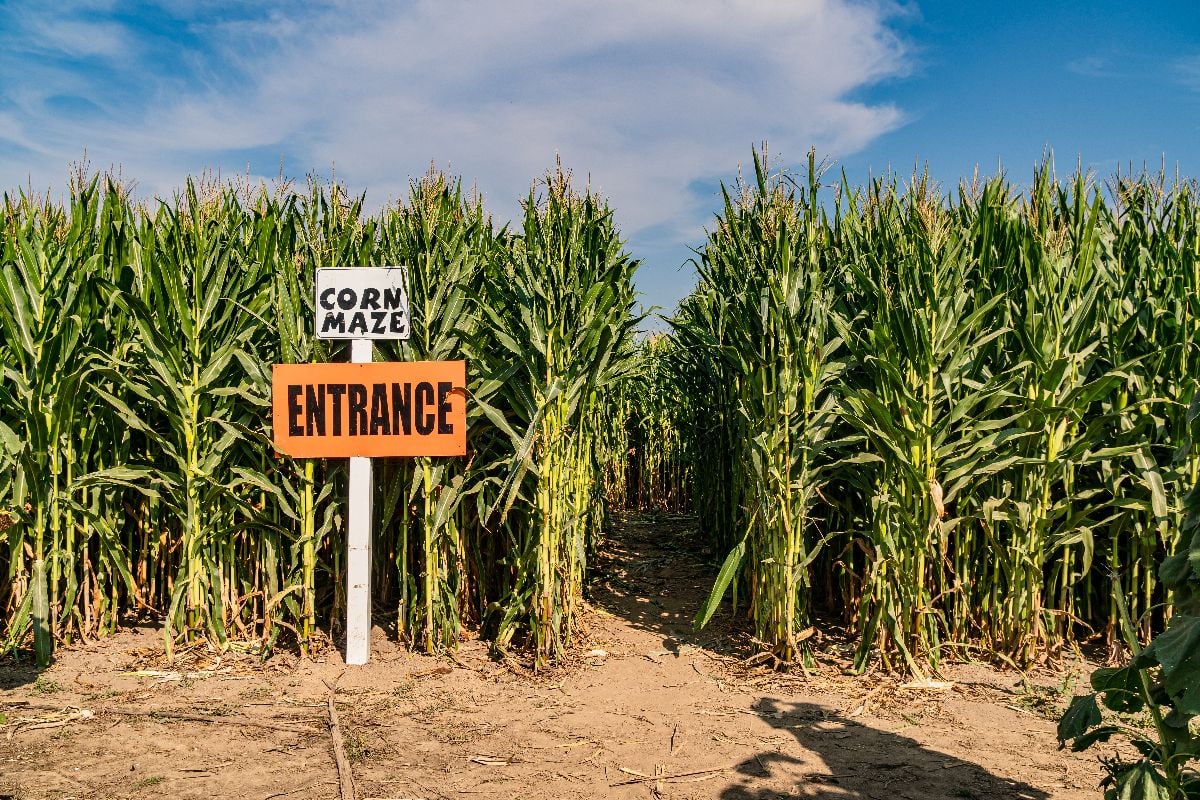 Corn maze entrance
