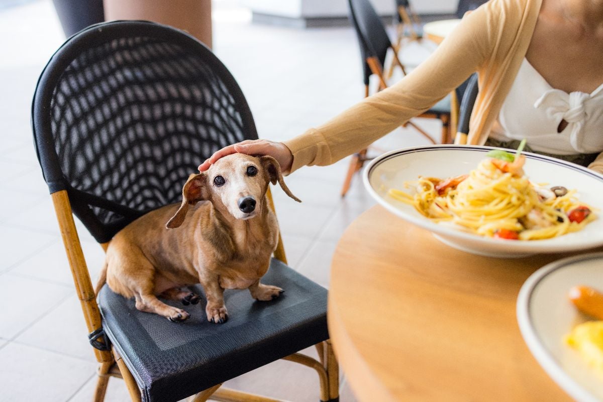 Woman with her dog al fresco dining.