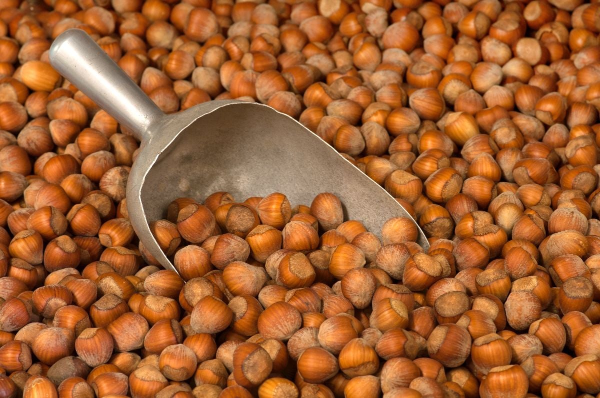 Closeup of freshly picked filberts.