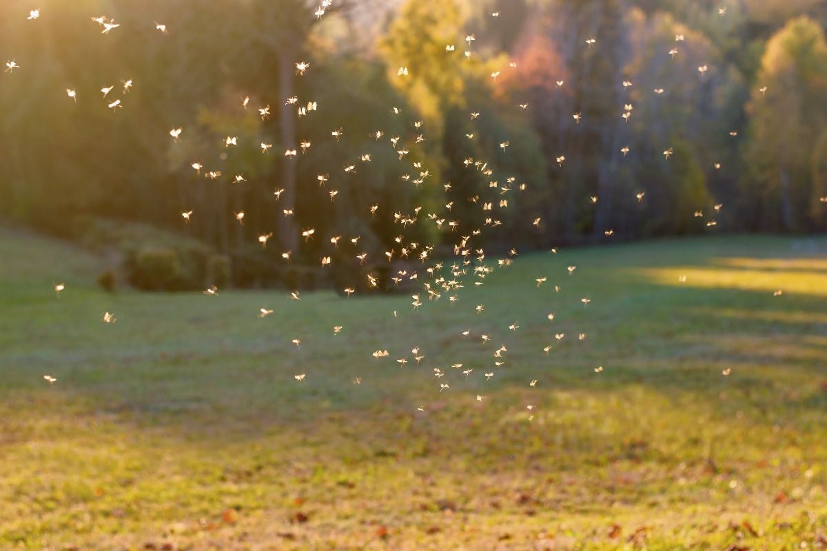Mosquitoes outdoors during summer.