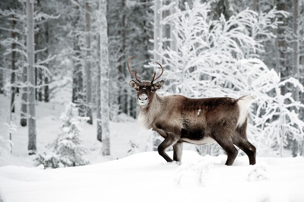 Hunting deer in winter.
