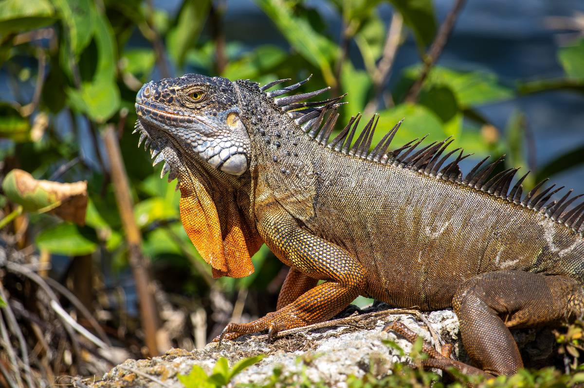  Orange Iguana taking a sunbath on top a rock.