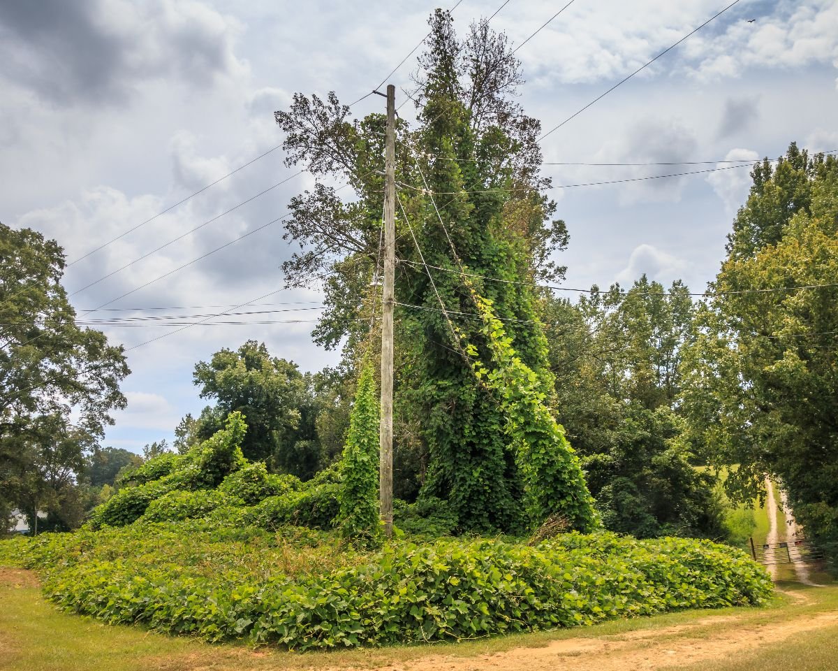 Kudzu over growing bushes, trees and telephone poles along the side of the road.