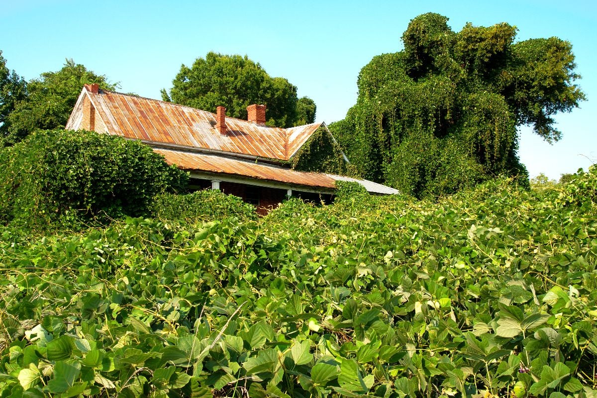 Crumbling house swallowed by kudzu.