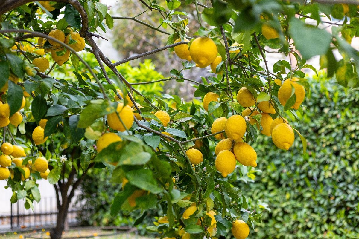 Bountiful lemon tree bearing ripe fruits.