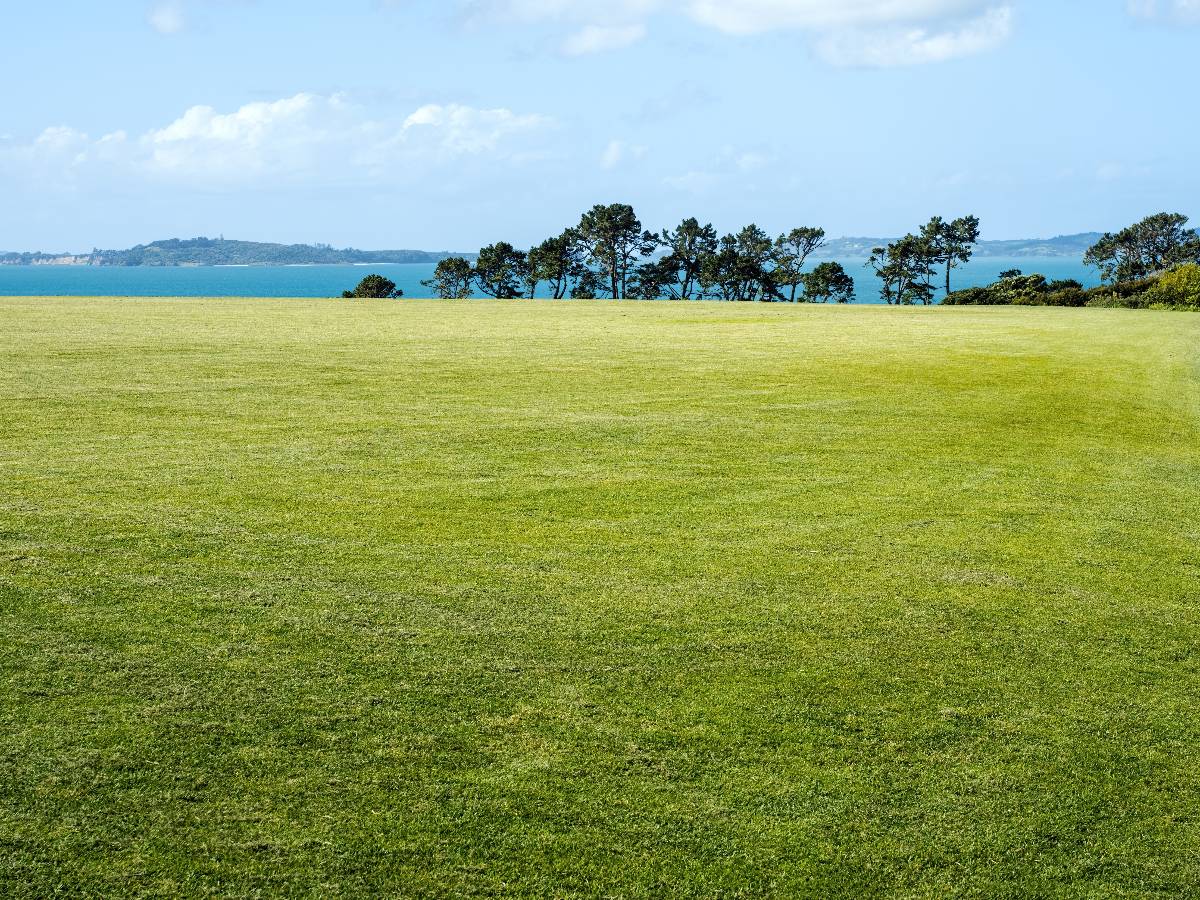 Vast lawn with short mowed grass.