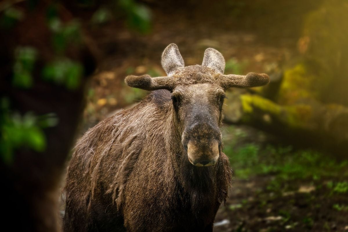 Closeup of a moose in the forest.