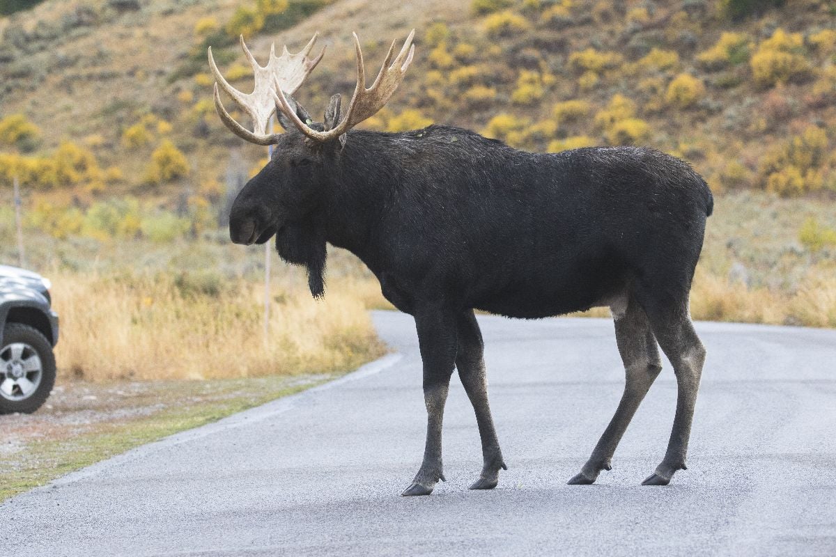 Bull moose crossing asphalt road.