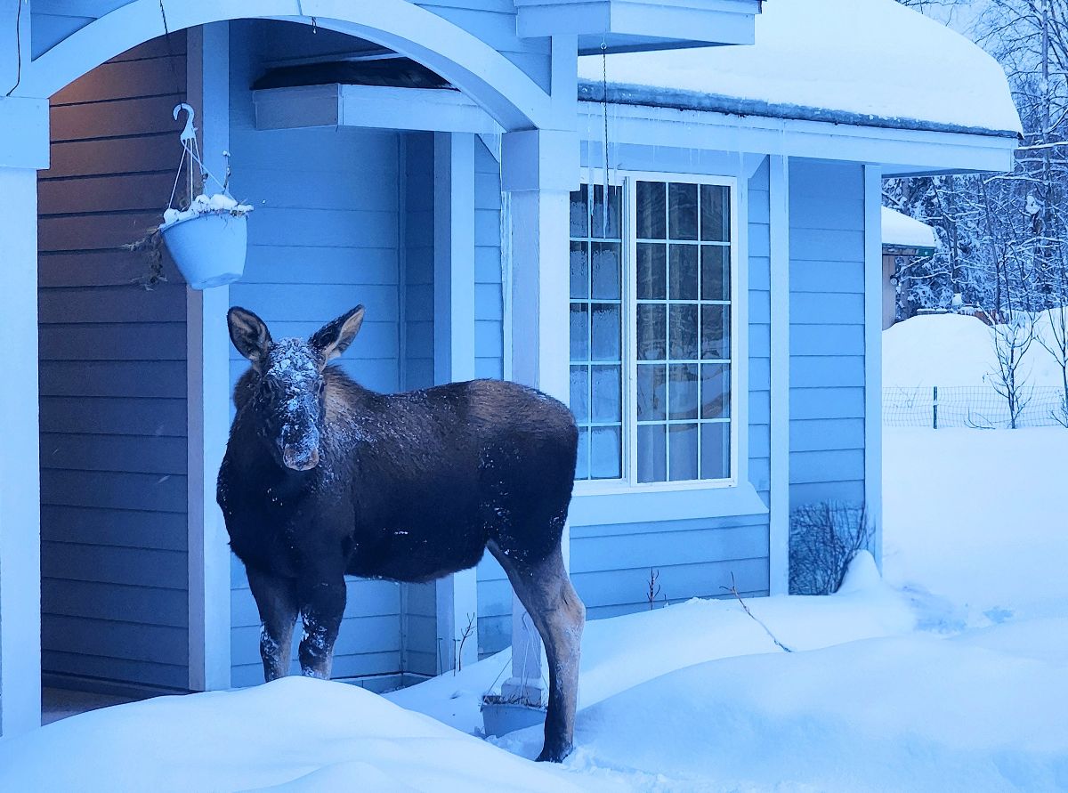 A young moose with snow on its face outside of a home in Alaska.