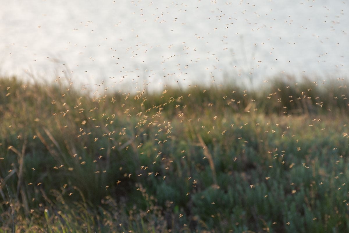 A swarm of mosquitoes and gnats in the air above the swamp.