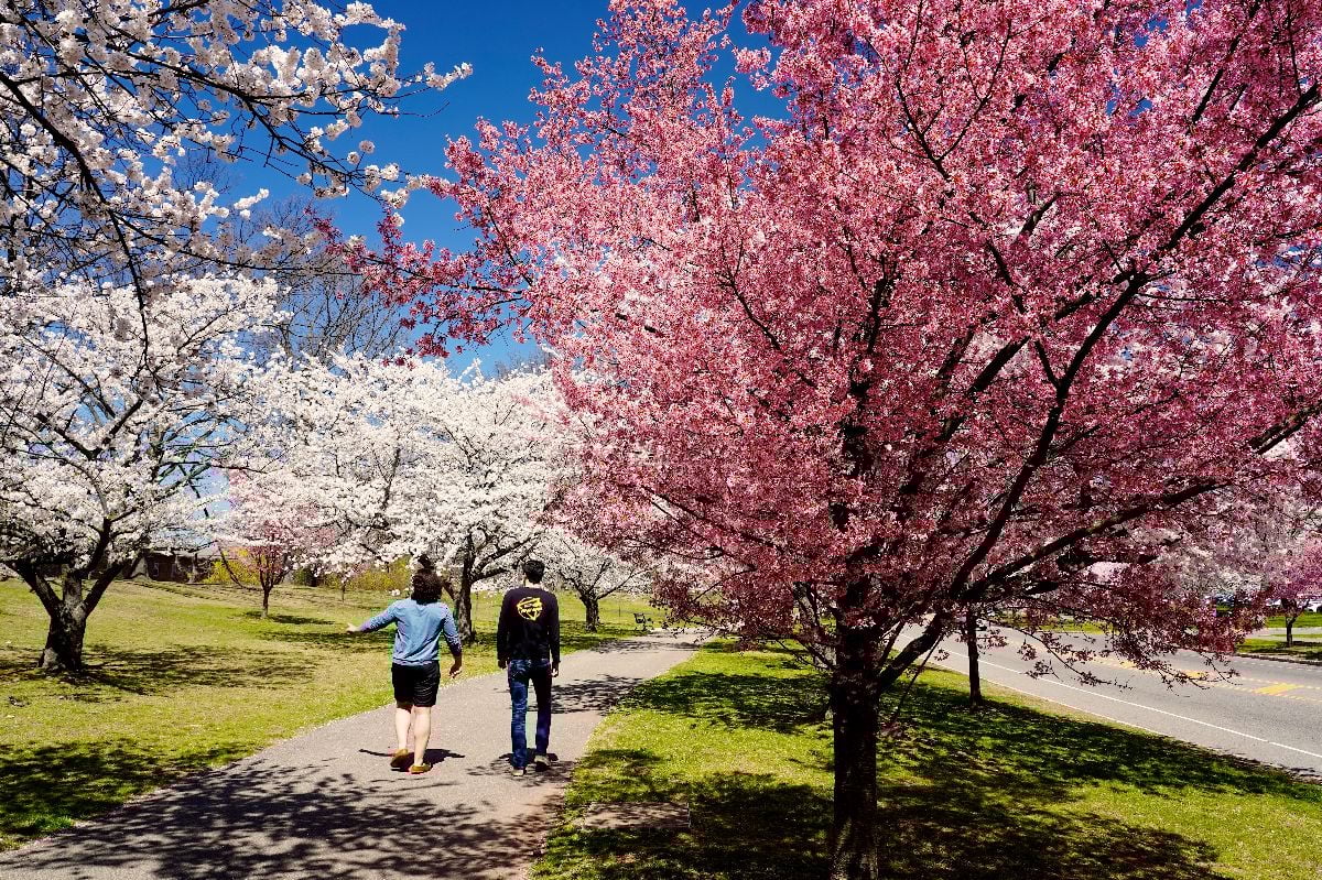 Couple walking on the Cherry Blossom trees lane.
