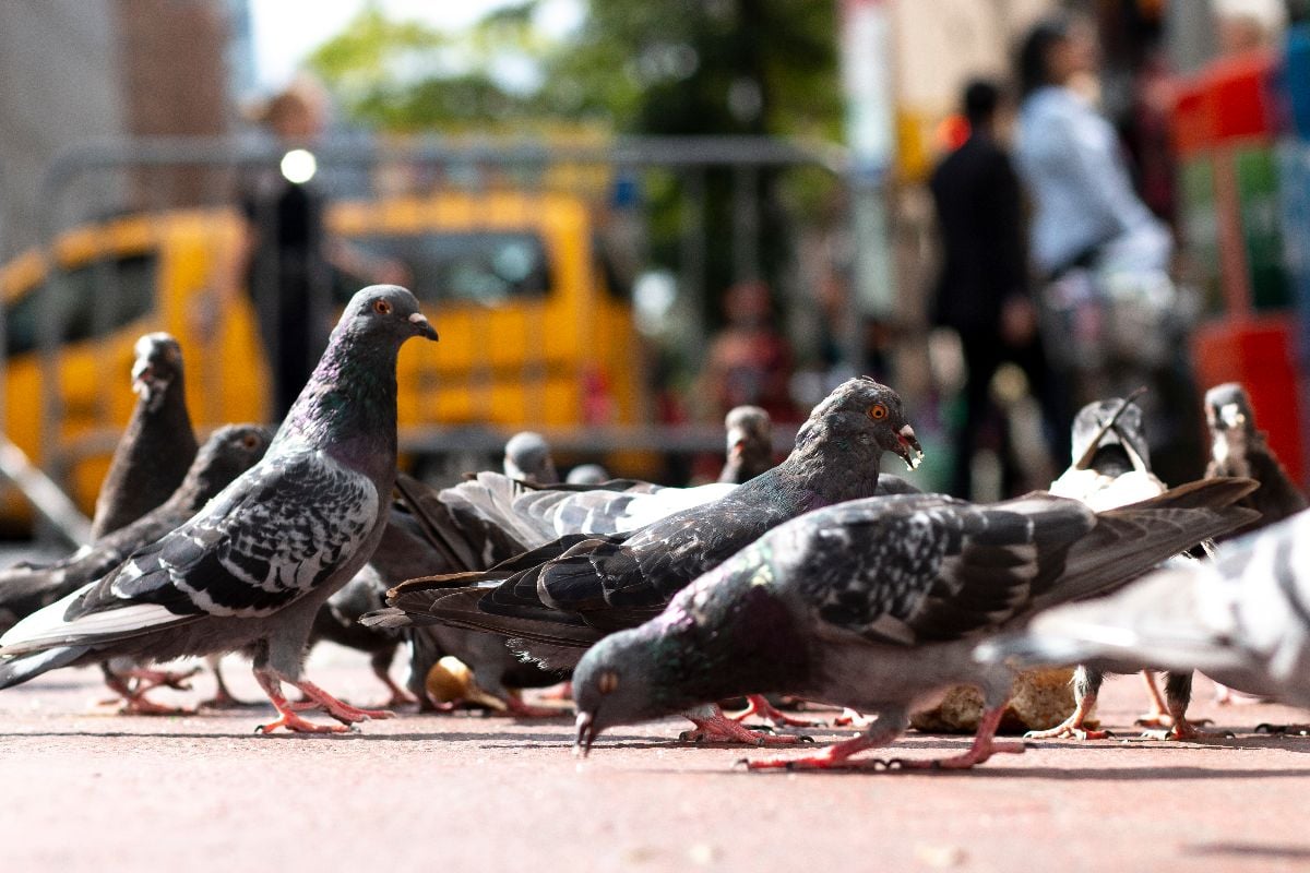 New York City pigeon life