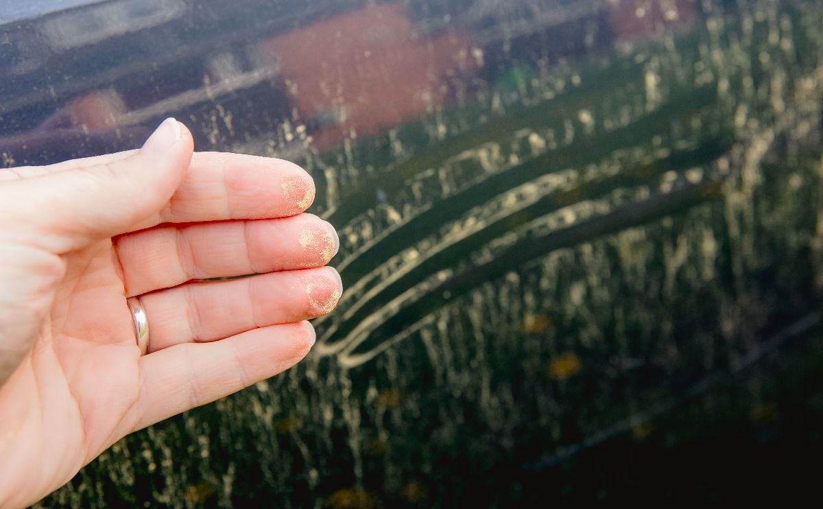 Person hand showing yellow pollen grains pulled from car.