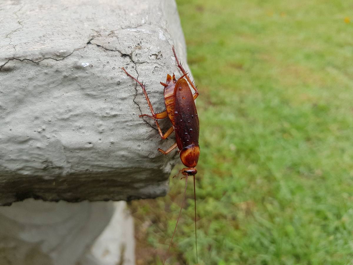 American cockroach on the rock.