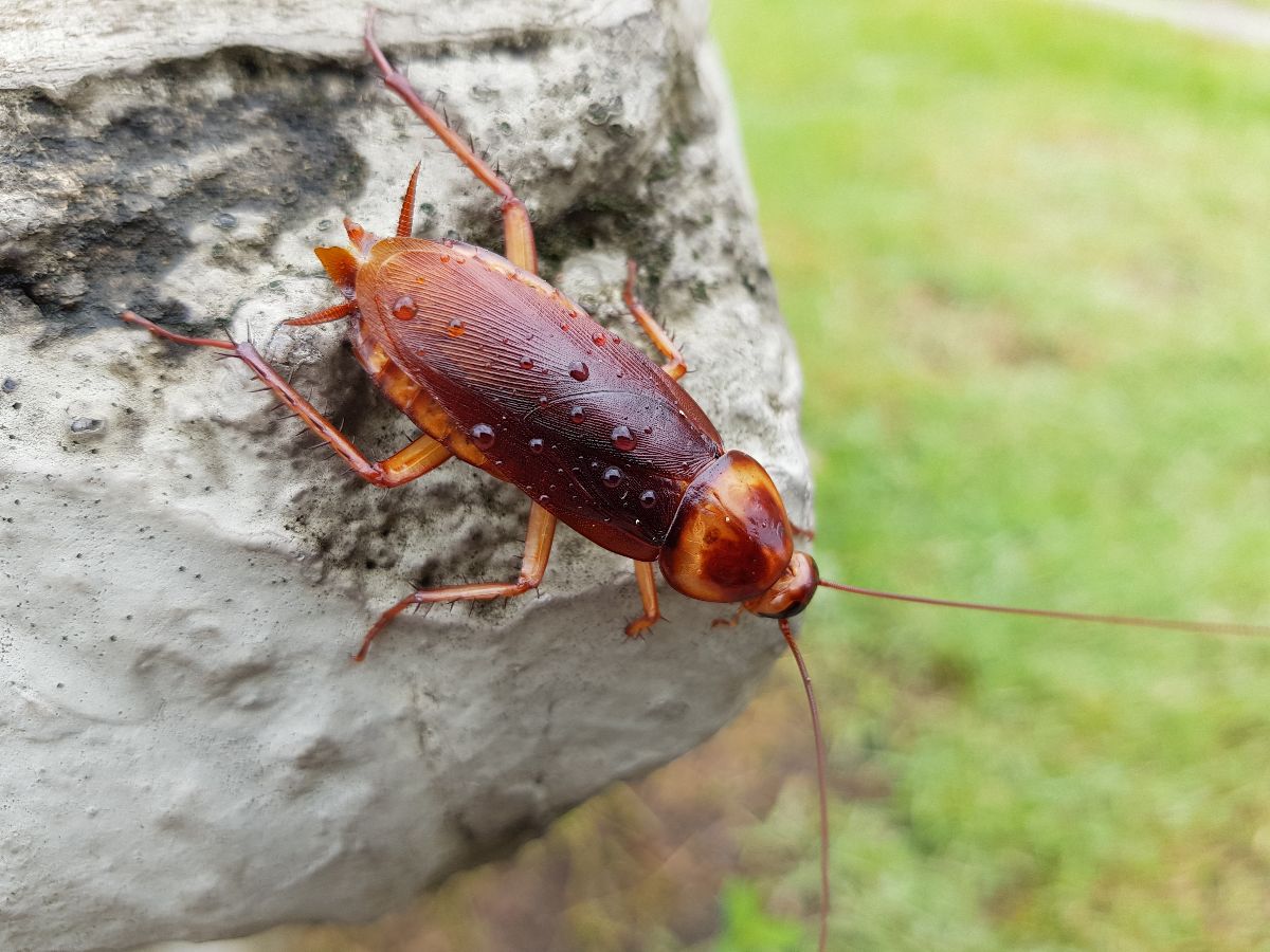 Close-up shot of a palmetto bug on the rock.