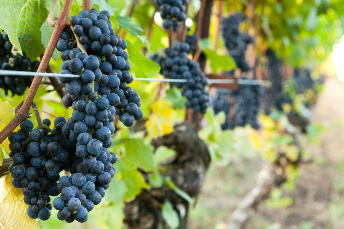 Pinot Noir red wine grapes hanging in bunches.