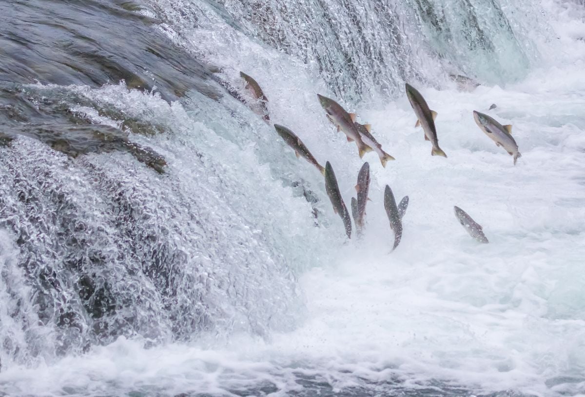 Salmon jumping up the Brooks Falls at Katmai National Park, Alaska.