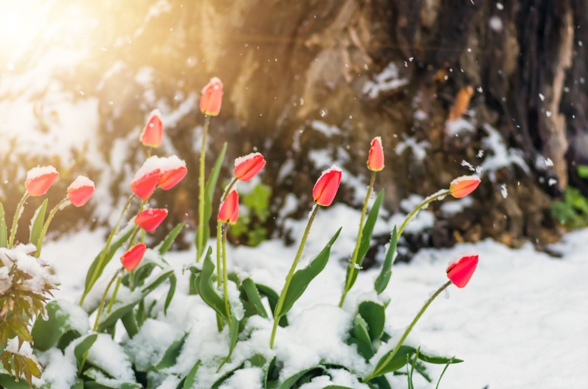 Blooming red tulip flowers in spring covered with the last cold snow in the park.