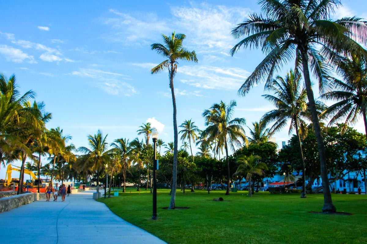 Palm trees line a park path in Miami, Florida.