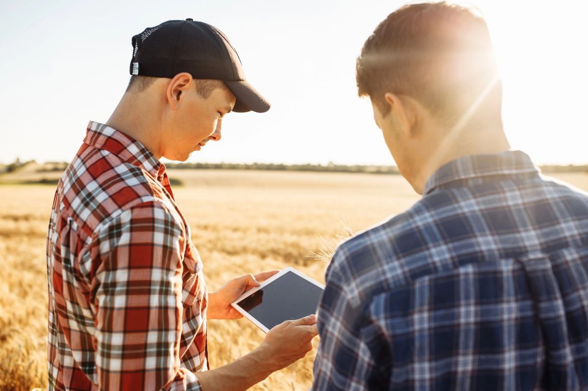 Two farmers check the quality of the crop in a wheat field.