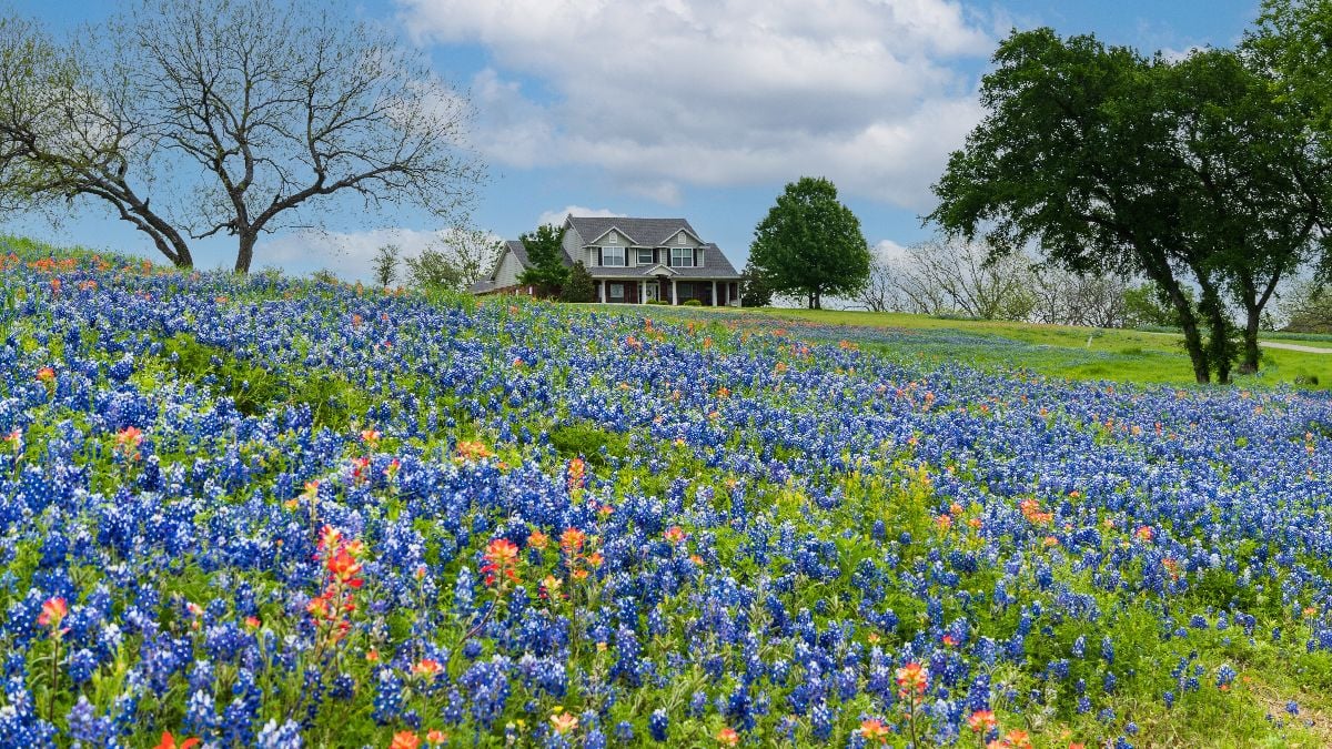 Bluebonnets and wildflowers in Texas.