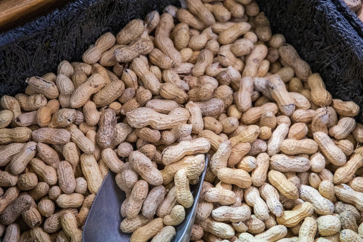 A black basket filled with brown peanuts in the shells.