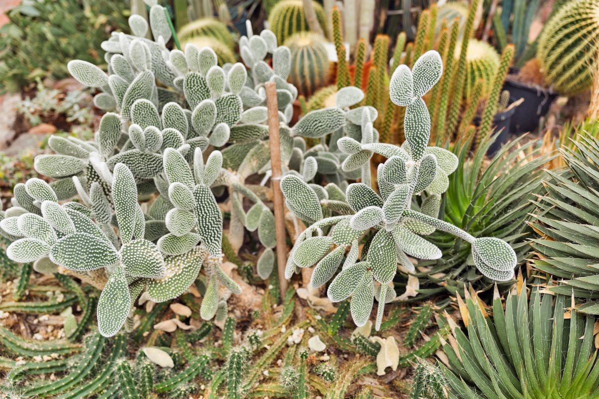 Cactus collection in a greenhouse.
