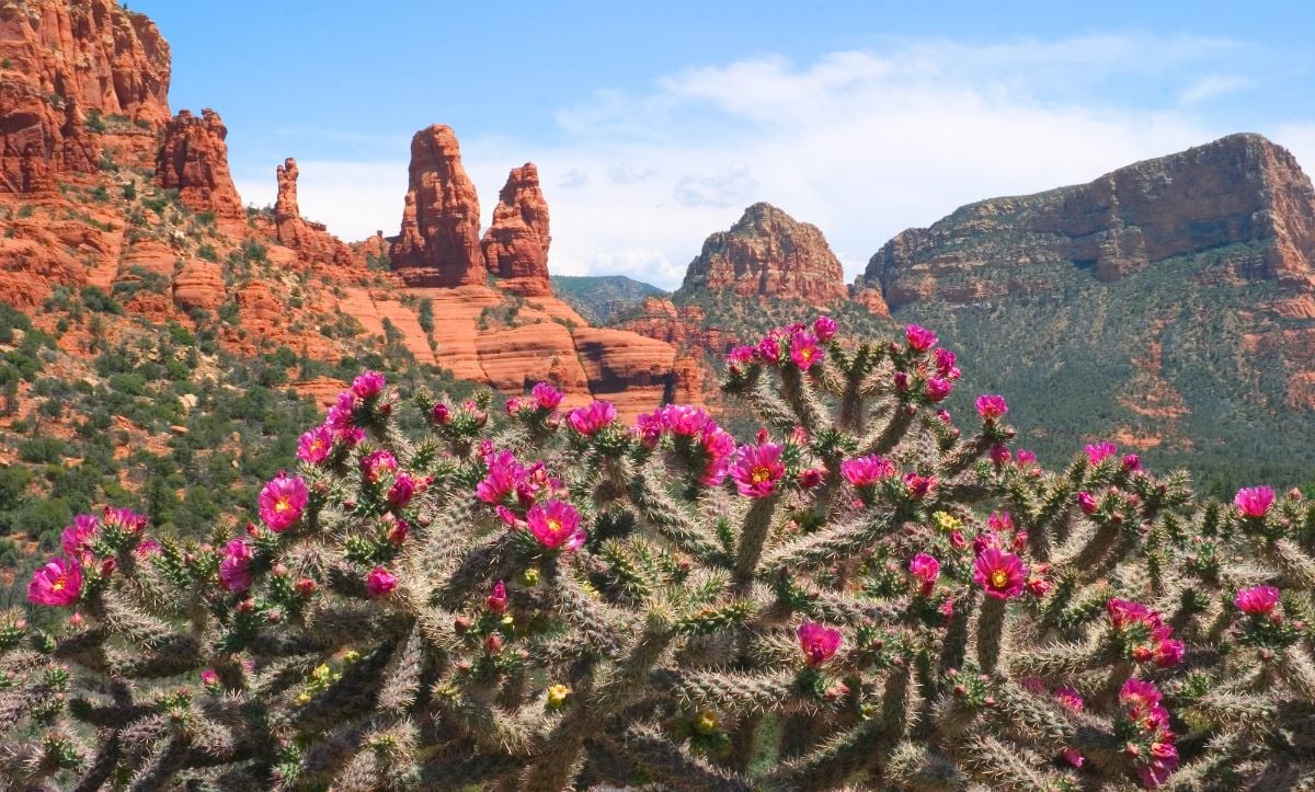 Sedona landscape and cactus