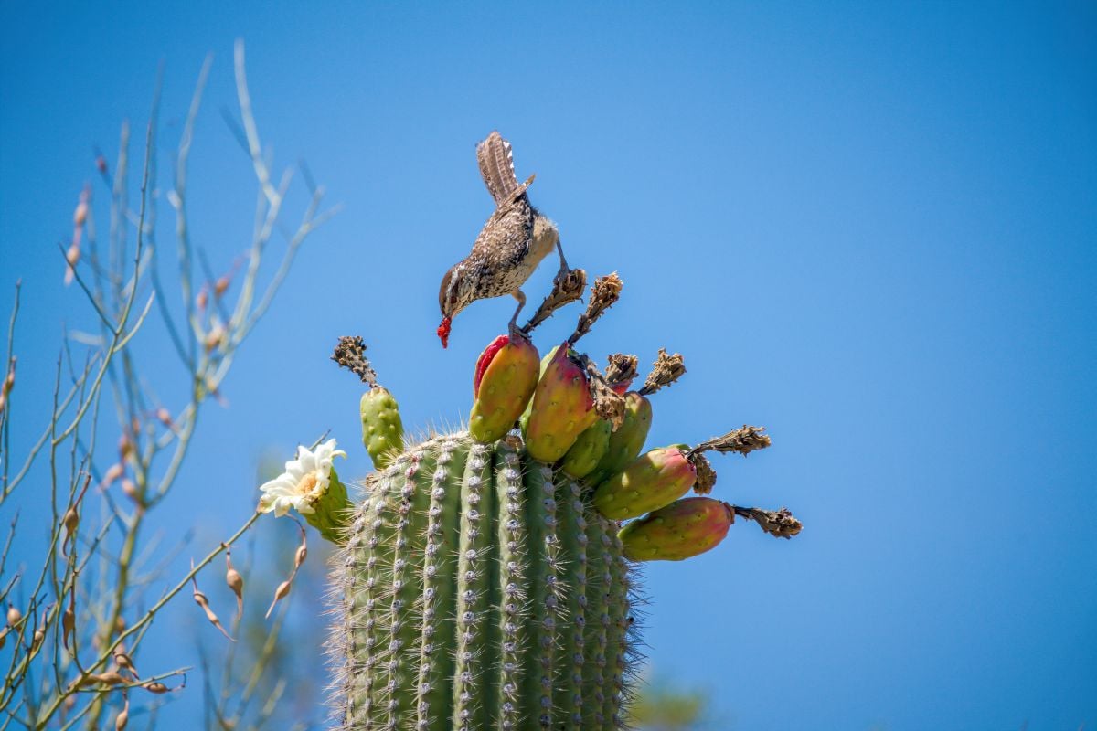 Cactus Wren eating Saguaro cactus fruit on top against sky.