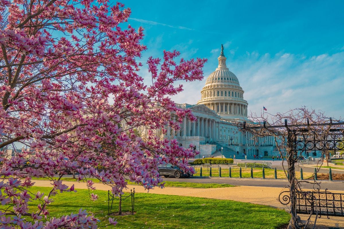Capitol building at spring blossom magnolia tree.