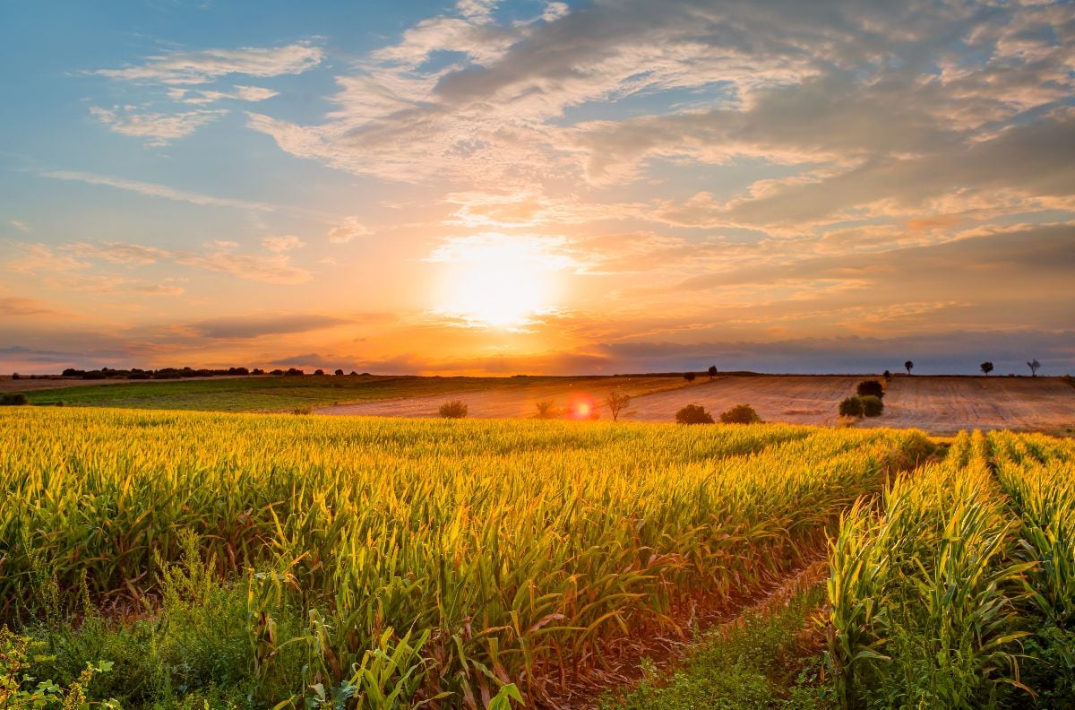 Sunrise over the corn field.