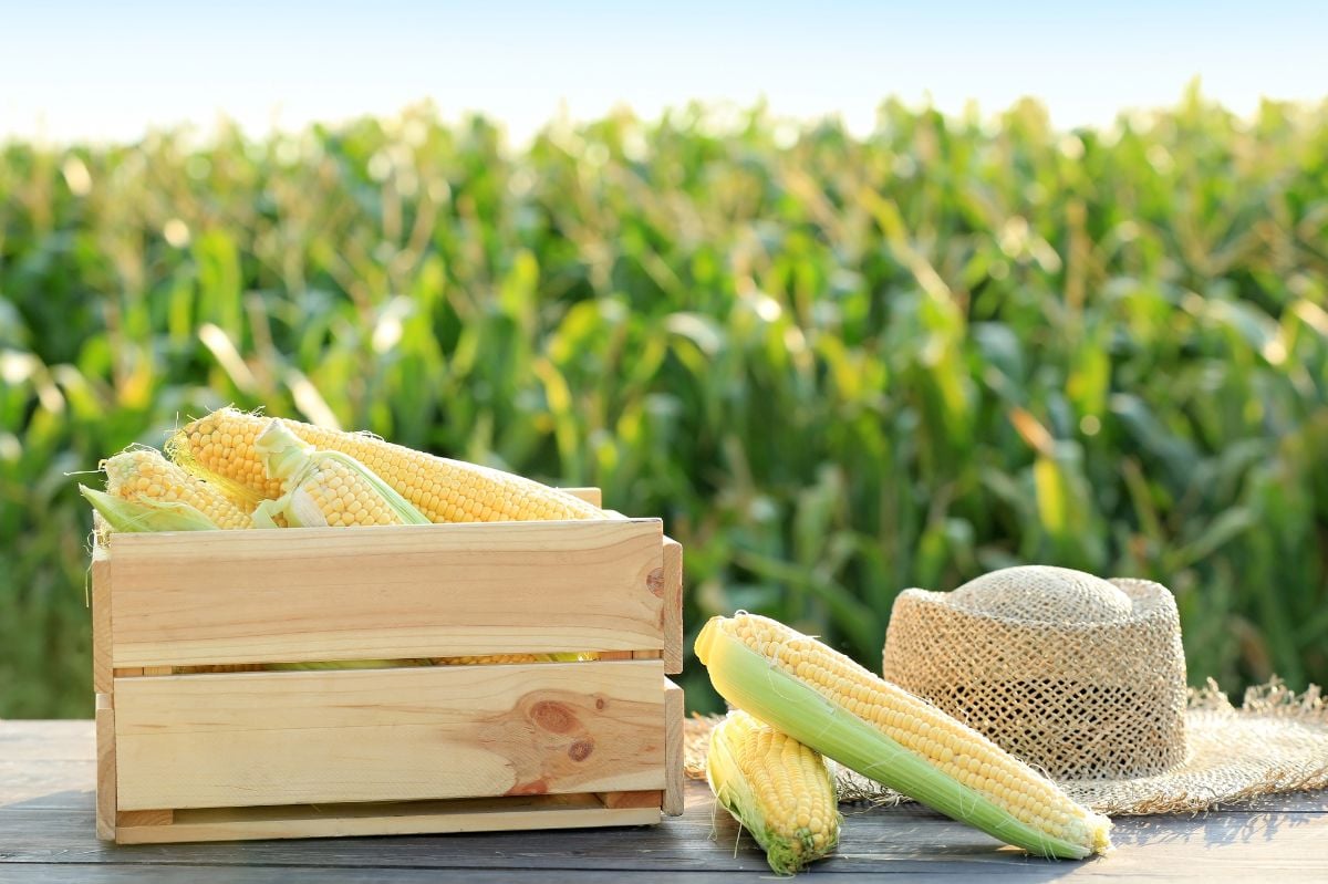 Wooden box with corn cobs and hat on table in field.
