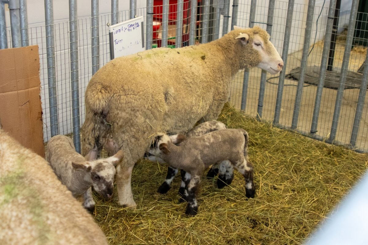 Nebraska state fair in grand island sheep.