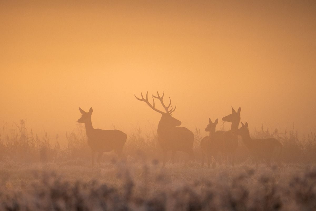 Group of deer including a stag standing in misty grass field at dawn.