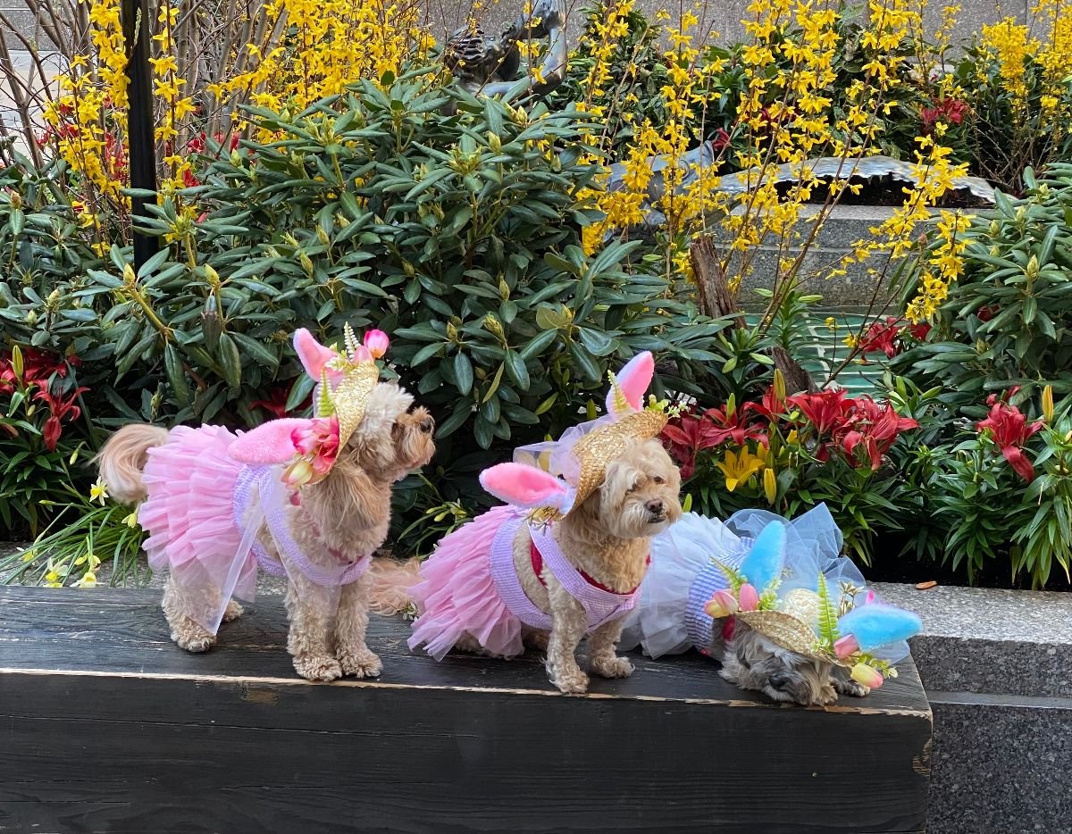 Dogs in fancy dresses.