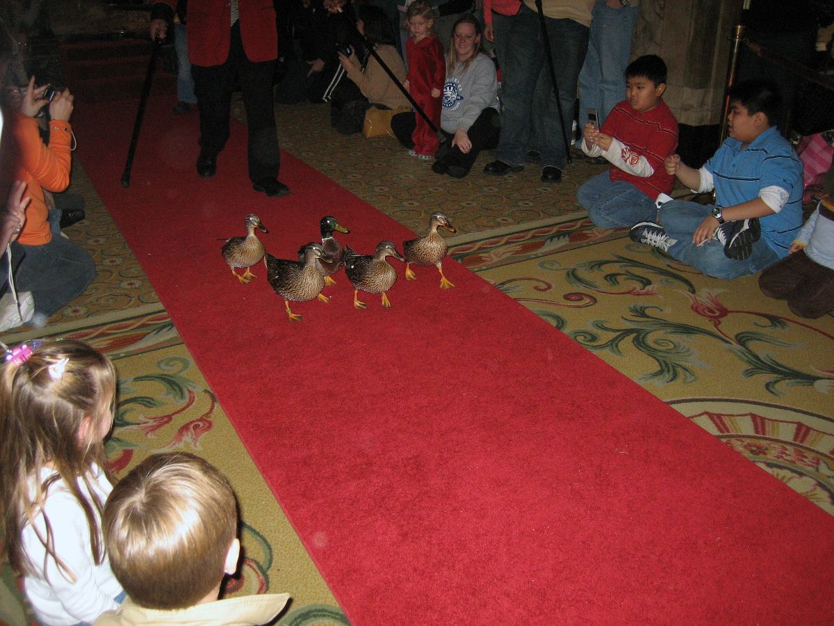 The Peabody Ducks marching at The Peabody hotel in Memphis.