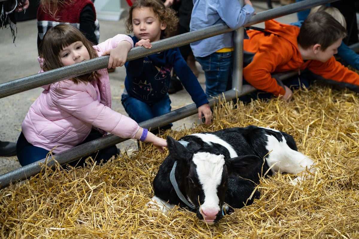 Kids meeting just born baby calves at the PA Farm Show.
