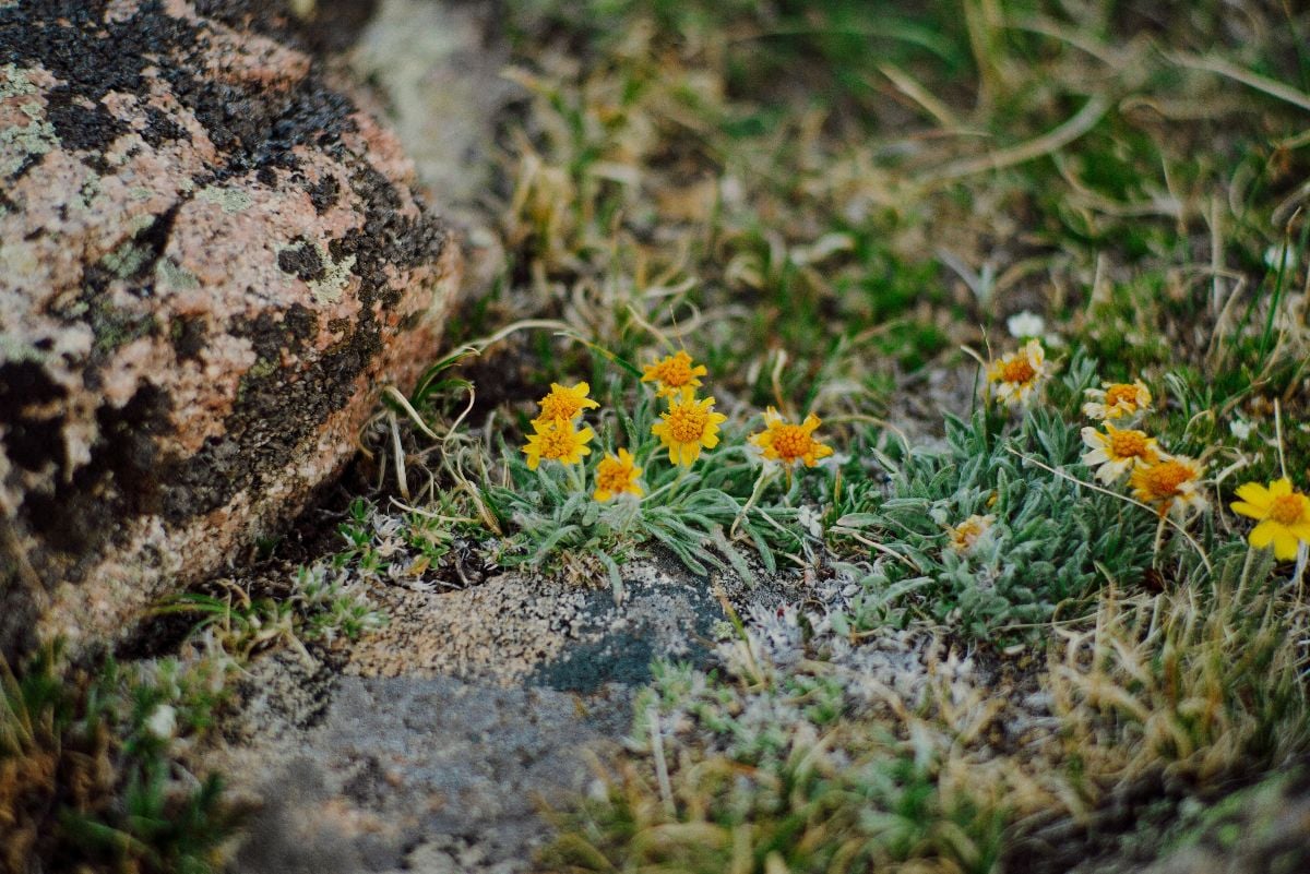 Wild yellow daisy flowers covered lightly with frost.