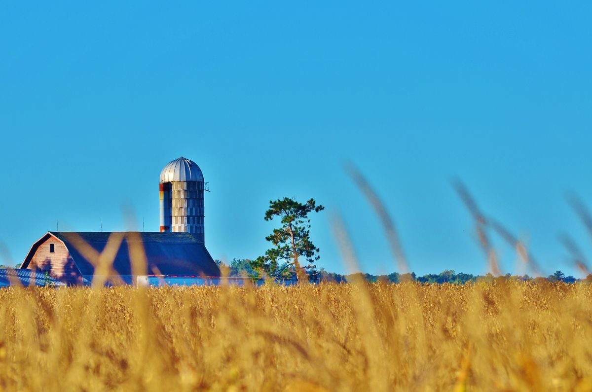 Barn in a field of corn.