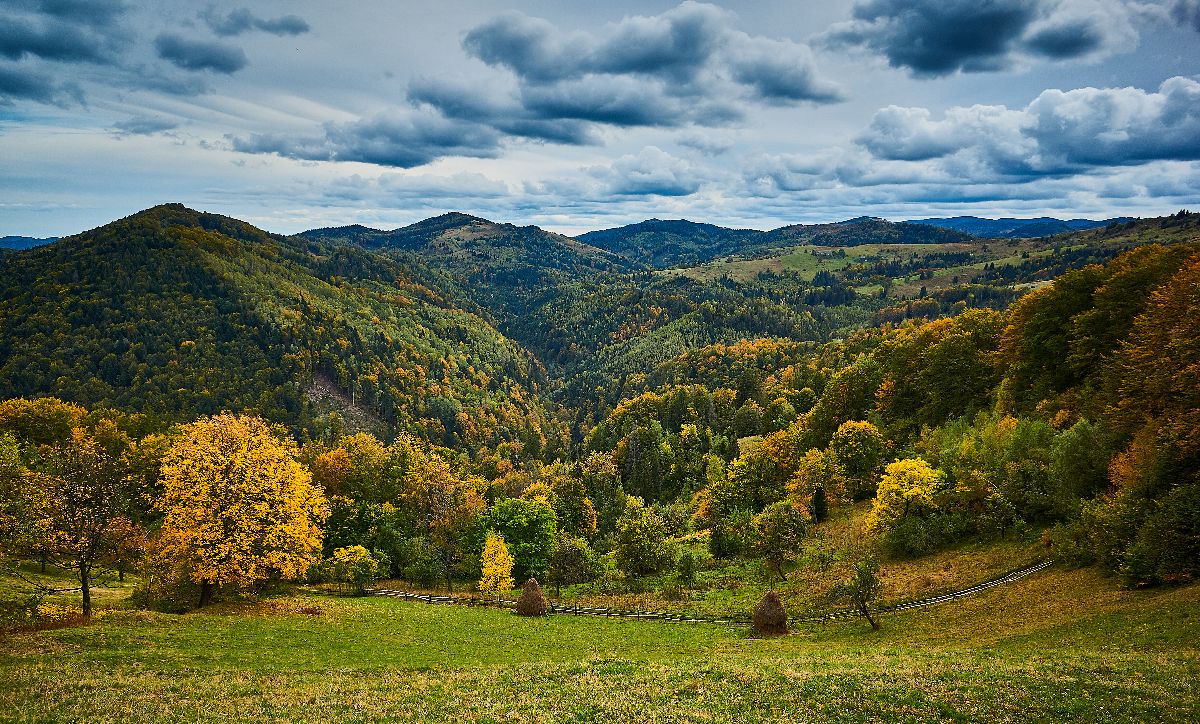 Landscape with trees, covered with leaves of different colors.