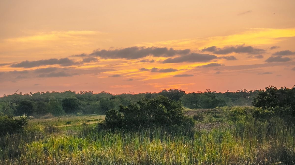 Pink and orange sunrise over the swamp.