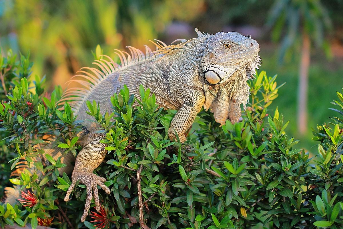 A green iguana resting on a bush in a tropical environment.