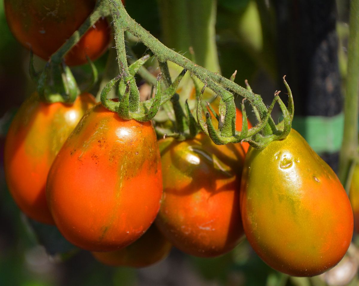 Jersey devil tomato organic with the shape of a frying pepper.