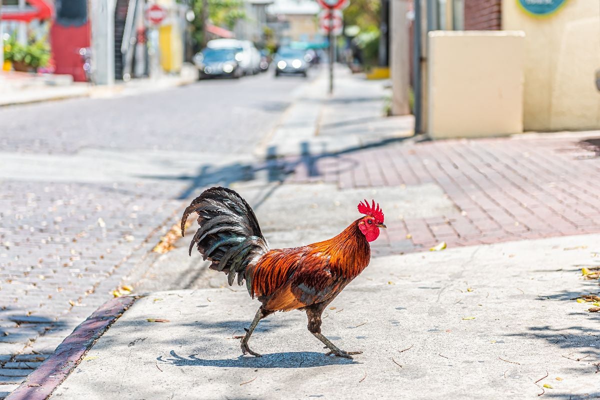 Wild rooster crossing the street road.