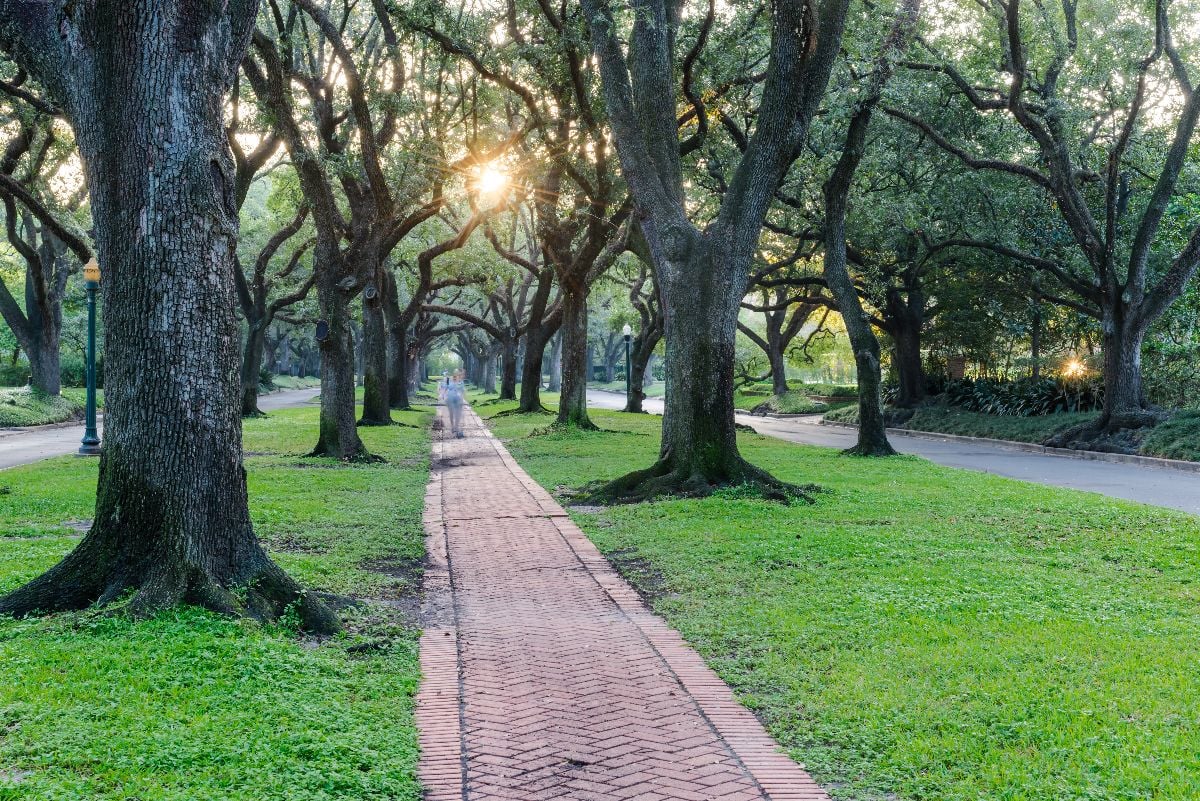 Romantic archway made from live oak trees.