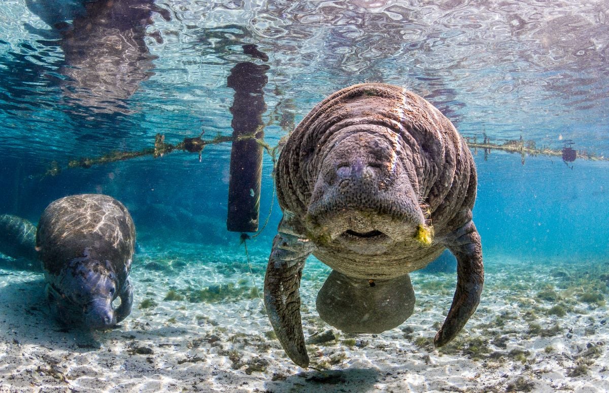 A curious Manantee in the springs of Florida.