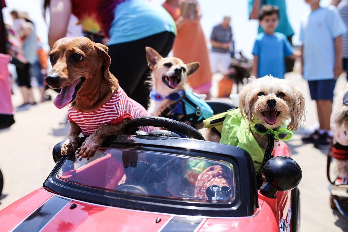 Three small dogs in a small car.