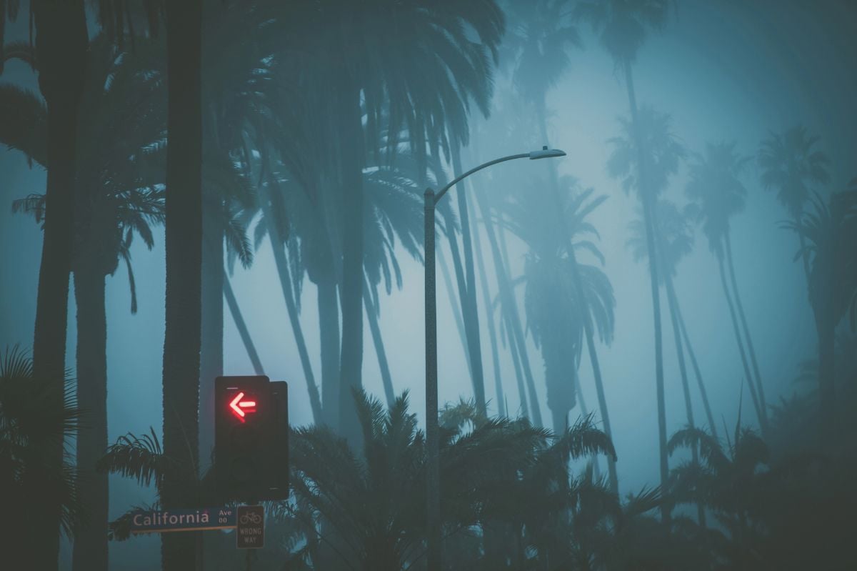Santa Monica California palms covered by fog.